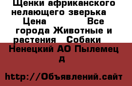 Щенки африканского нелающего зверька  › Цена ­ 35 000 - Все города Животные и растения » Собаки   . Ненецкий АО,Пылемец д.